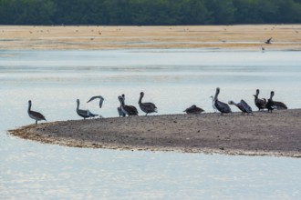 Group of Brown pelicans (Pelecanus occidentalis) looking for food, Sanibel Island, J.N. Ding