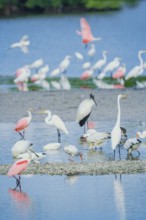 Group of Great white egrets (Ardea alba) and Roseate Spoonbills (Platalea ajaja) and Wood Stork