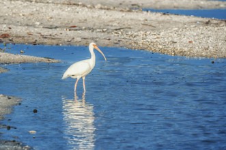 American white ibis (Eudocimus albus) looking for food, Sanibel Island, J.N. Ding Darling National