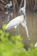 Wood Stork (Mycteria Americana) looking for food, Sanibel Island, J.N. Ding Darling National