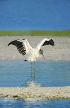 Wood Stork (Mycteria Americana) spreading Wings, Sanibel Island, JN Ding Darling National Wildlife