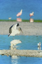 Wood Stork (Mycteria Americana) and Roseate Spoonbills (Platalea ajaja) fishing, Sanibel Island, J