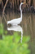 Great white egret (Ardea alba) looking for food, Sanibel Island, J.N. Ding Darling National