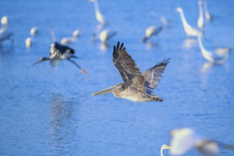 Brown pelican (Pelecanus occidentalis) in flight, Sanibel Island, J.N. Ding Darling National