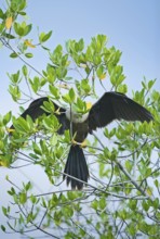 Anhinga (Anhinga Anhinga) spreading wings, Sanibel Island, JN Ding Darling National Wildlife