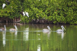 Group of Brown pelicans (Pelecanus occidentalis) fishing, Sanibel Island, J.N. Ding Darling