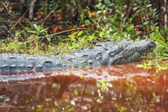 American alligator (Alligator mississipiensis), Sanibel Island, J.N. Ding Darling National Wildlife
