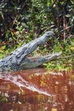 American alligator (Alligator mississipiensis), opening its jaws, Sanibel Island, J.N. Ding Darling