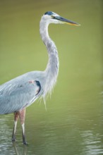 Great blue heron (Ardea herodias) looking for food, Sanibel Island, J.N. Ding Darling National