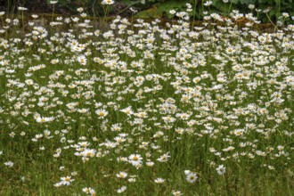 Meadow with daisies (Leucanthemum), Franconia, Bavaria, Germany