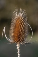 Seed stand Wild teasel (Dipsacus fullonum), Bavaria, Germany