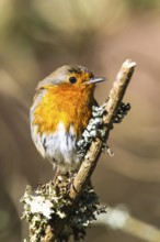 European Robin, Erithacus rubecula, bird in forest