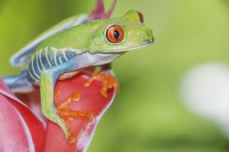 Red eyed tree frog (Agalychins callydrias) on red flower, Sarapiqui, Costa Rica