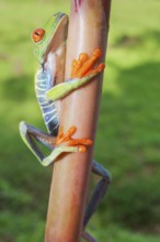 Red eyed tree frog (Agalychins callydrias) climbing stem, Sarapiqui, Costa Rica