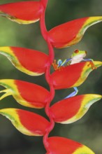 Red eyed tree frog (Agalychins callydrias) on Heliconia flower, Sarapiqui, Costa Rica