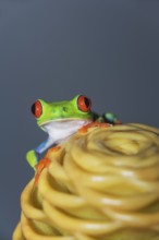 Red eyed tree frog (Agalychins callydrias) on yellow flower, Costa Rica