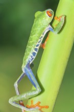 Red eyed tree frog (Agalychins callydrias) climbing green stem, Sarapiqui, Costa Rica