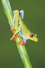 Red eyed tree frog (Agalychins callydrias) on green stem, Sarapiqui, Costa Rica