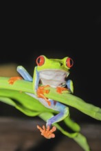 Red-eyed Treefrog (Agalychins callydrias) on green stem, Costa Rica