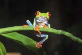 Red eyed tree frog (Agalychins callydrias) on green stem, Sarapiqui, Costa Rica