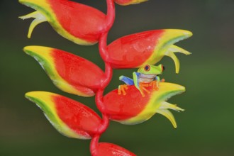 Red-eyed Tree Frog (Agalychins callydrias) on a Heliconia (Heliconoa stricta) flower, Costa Rica