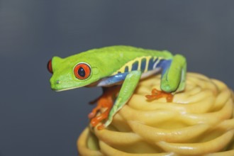 Red eyed tree frog (Agalychins callydrias) on yellow flower, Sarapiqui, Costa Rica