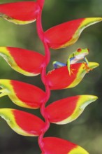 Red eyed tree frog (Agalychins callydrias) on Heliconia flower, Sarapiqui, Costa Rica