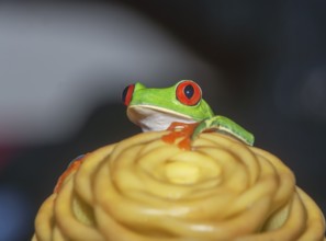 Red eyed tree frog (Agalychins callydrias) on yellow flower, Costa Rica