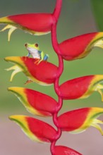 Red-eyed Tree Frog (Agalychins callydrias) on a Heliconia (Heliconoa stricta) flower, Costa Rica