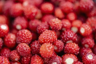 Abgeerntete Wald-Erdbeeren (Fragaria vesca), Formatfüllend, Nahaufnahme, Makro, Baden-Württemberg,
