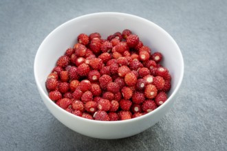 Abgeerntete Wald-Erdbeeren (Fragaria vesca), zum Verzehr in einer Schale, Nahaufnahme,