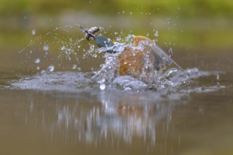 Kingfisher (Alcedo atthis), taking off from the water with a fish in its beak, Lechauen, Bavaria