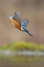 Kingfisher (Alcedo atthis), in a dive, hunting flight, shortly in front of diving into the water,