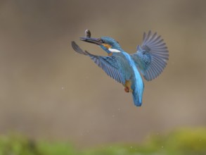 Kingfisher (Alcedo atthis), in flight with fish in its beak, Lechauen, Bavaria