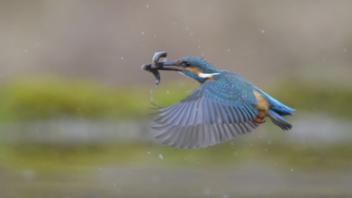 Kingfisher (Alcedo atthis), in flight with two fish in its beak, Lechauen, Bavaria