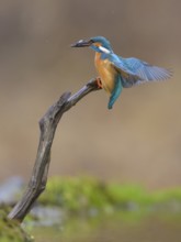Kingfisher (Alcedo atthis), landing on its perch with fish in its beak, Lechauen, Bavaria