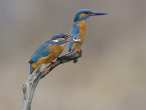 Kingfisher (Alcedo atthis), breeding pair on perch, female with fish in beak, Lechauen, Bavaria