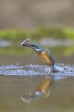 Kingfisher (Alcedo atthis), taking off from the water with a fish in its beak, Lechauen, Bavaria