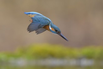 Kingfisher (Alcedo atthis), in a dive, hunting flight, shortly in front of diving into the water,