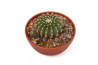 Small 'Echinopsis Hybrid' cactus plant in flower pot on white background