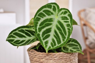 Close up of exotic leaf of 'Silver Blush Anthurium Crystallinum' houseplant in flower pot