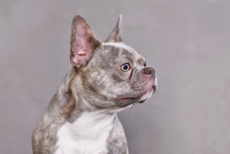Portrait of lilac brindle French Bulldog dog with long healthy nose in front of gray background