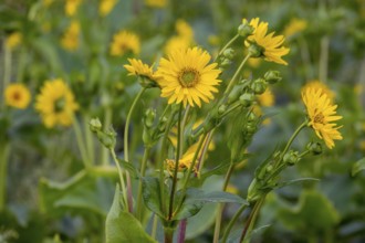 Silphium perfoliatum (Silphium perfoliatum), perennial and perennial plant that can be cultivated