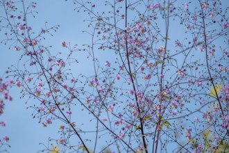 Meadow rue (Thalictrum), Münsterland, North Rhine-Westphalia, Germany