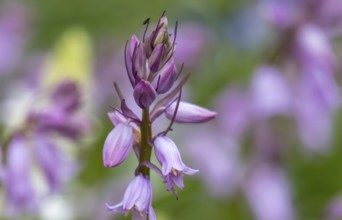 Bluebell (Hyacinthoides), North Rhine-Westphalia, Germany