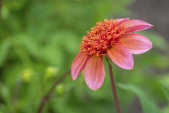 Dahlia (Dahlia), North Rhine-Westphalia, Germany