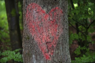 Painted red heart on a tree trunk, Bavaria, Germany