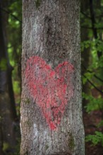 Painted red heart on a tree trunk, Bavaria, Germany