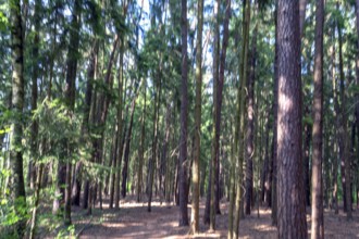 Pine forest (Pinus sylvestris), blurred, Franconia, Bavaria, Germany