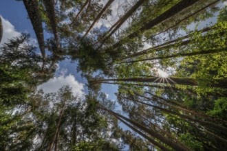 Pine forest (Pinus sylvestris), with sun star, Franconia, Bavaria, Germany